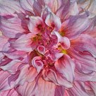Pink and White Flora